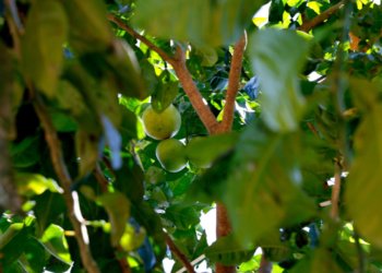 Chuva excessiva e calor disparam preço do limão no atacado com altas de até 374%