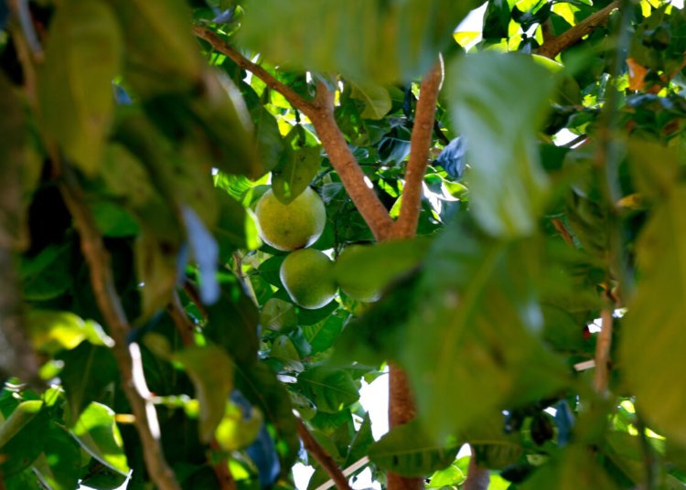 Chuva excessiva e calor disparam preço do limão no atacado com altas de até 374%