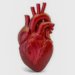 Doença cardiovascular mata uma pessoa a cada 72 segundos no país