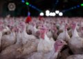 Doença de Newcastle atinge granja de perus em Santa Catarina