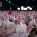 Doença de Newcastle atinge granja de perus em Santa Catarina